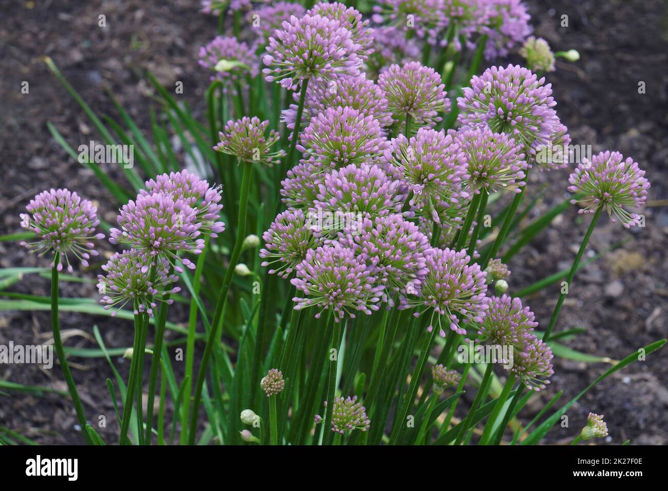 Nahaufnahme von Millenium-Zwiebeln in Blüte Stockfoto