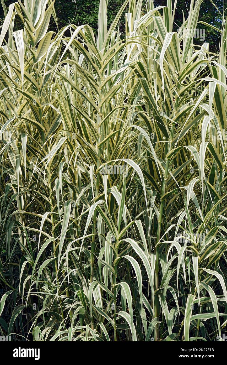 Bild von mehreren gestreiften Riesenschilfpflanzen Stockfoto