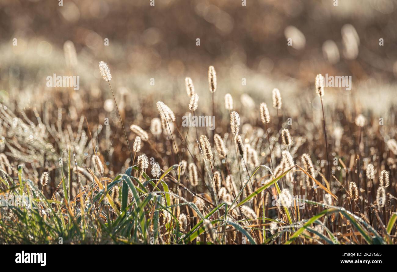 Herbstwiese. Getrocknete gelbe Pflanzen bedeckt mit frühmorgendlichen Tau-Tropfen. Stockfoto