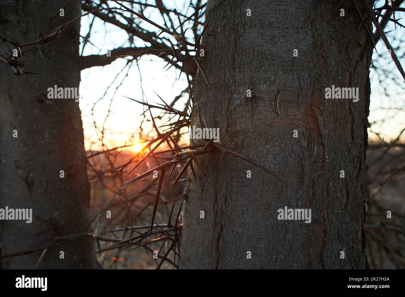 Dorniger Stamm von Akazienbaum, der in der Natur aus nächster Nähe mit Schnee bedeckt ist Stockfoto