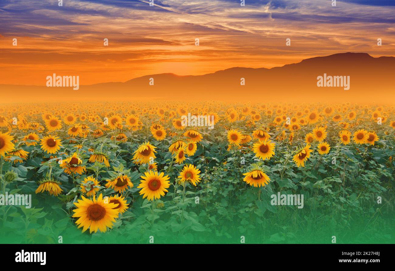 Wunderschönes Sonnenblumenfeld bei Sonnenuntergang. Landschaft von einer Sonnenblumenfarm. Landwirtschaftliche Landschaft. Sonnenblumenfeld Landschaft. Orangefarbener Natur Hintergrund. Sonnenblumen im Hintergrund Sonnenuntergang. Grußkarte Argiculture Konzept. Kunstfotografie Hintergrund. Stockfoto