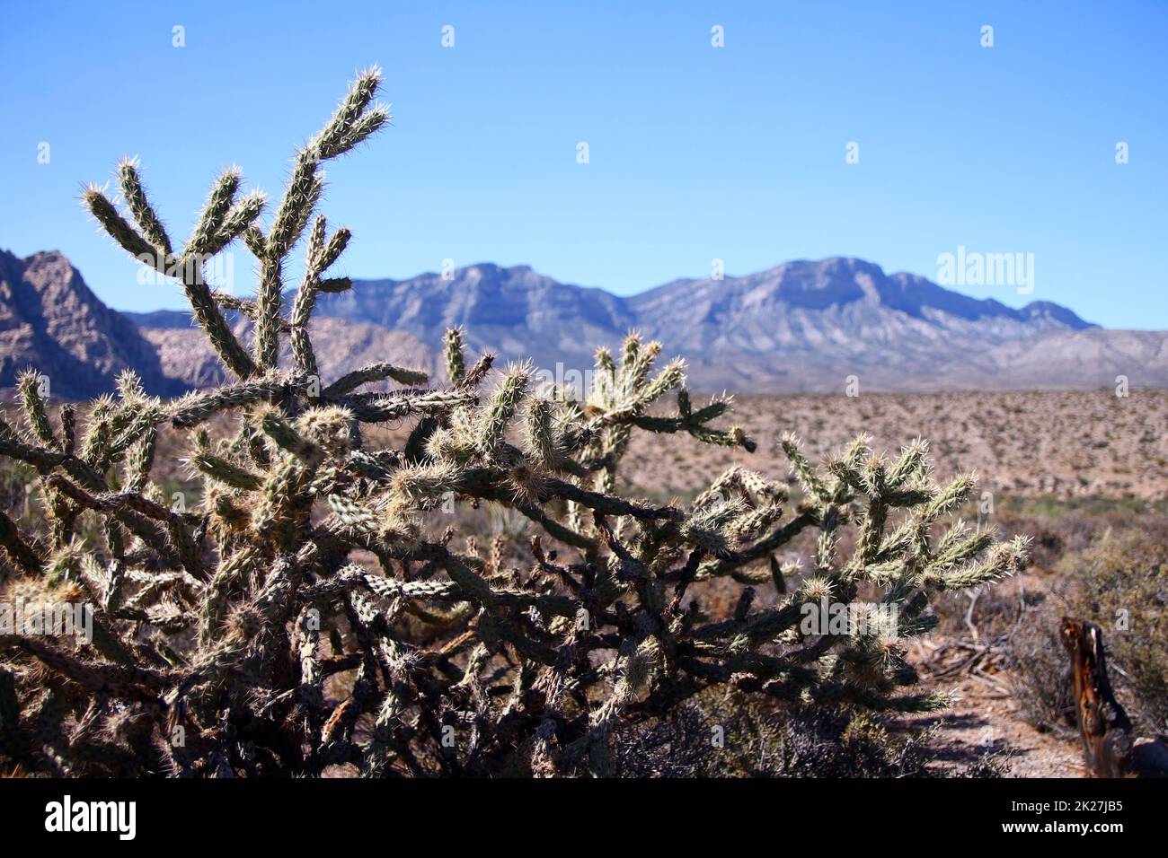 Die saftige, typische Wüstenpflanze mit dem Red Rock Canyon auf der Rückseite Stockfoto