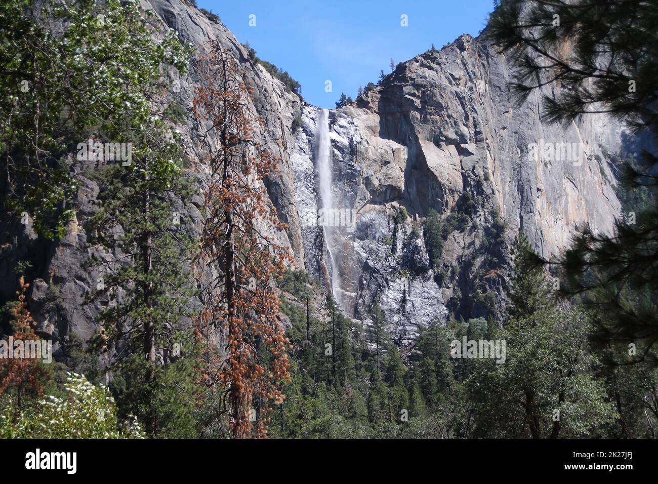 Der beeindruckende Yosemite-Wasserfall mit einer kranken Kiefer Stockfoto