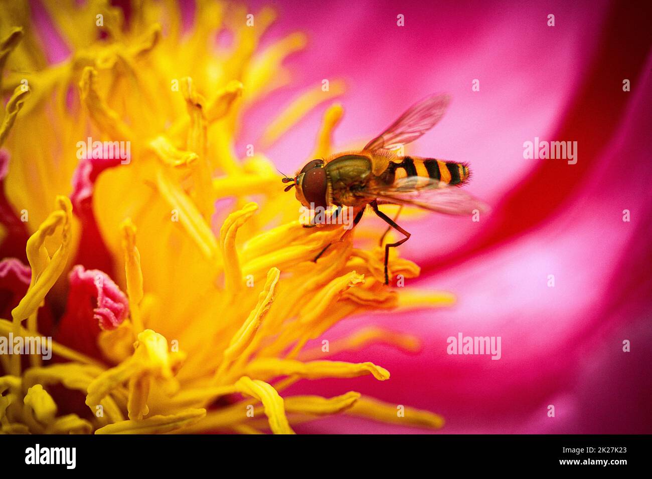 Nahaufnahme eines Hoverfly auf einer Blume im Garten Stockfoto