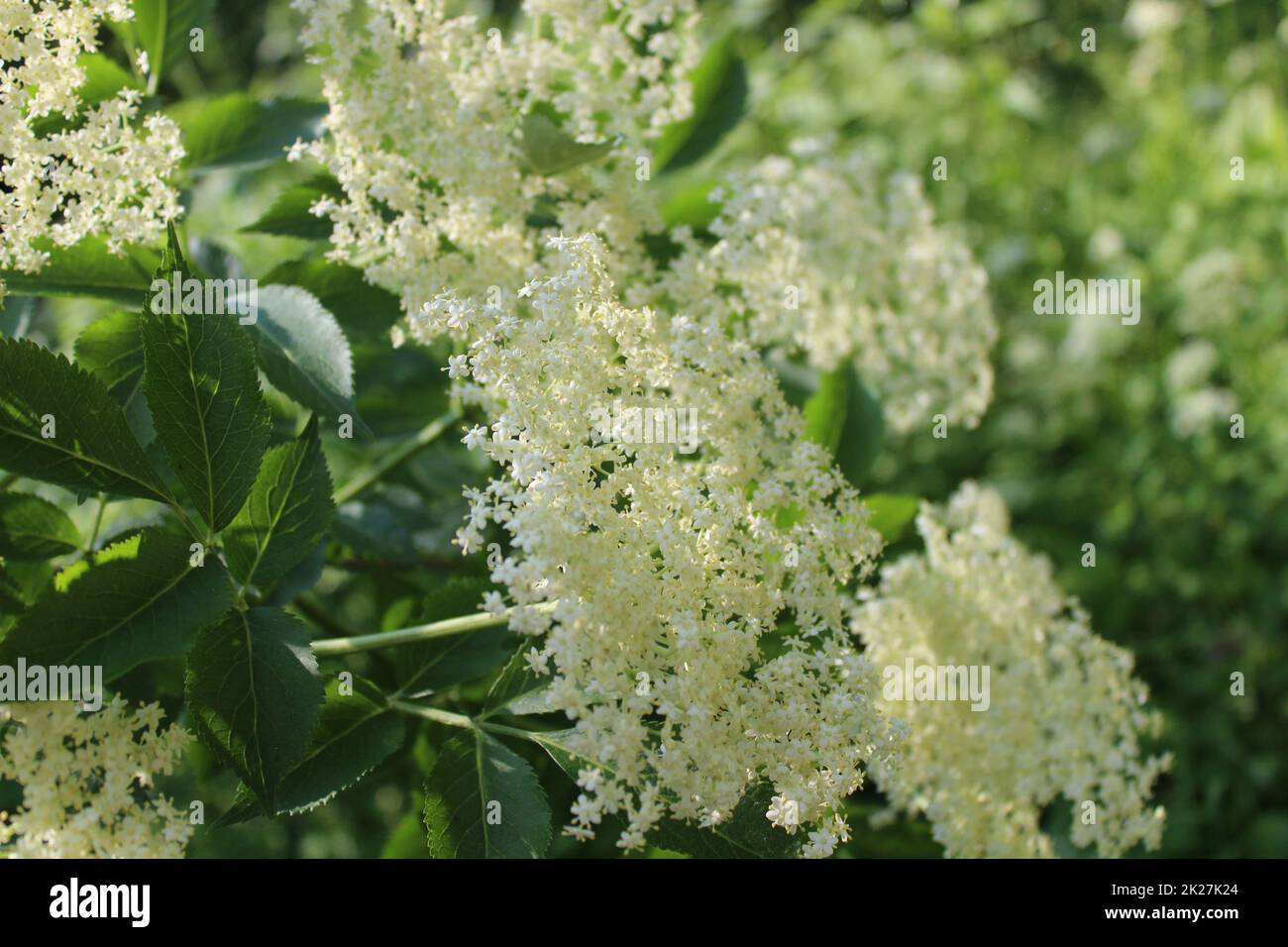 Holunder mit Blüten im Frühling Stockfoto