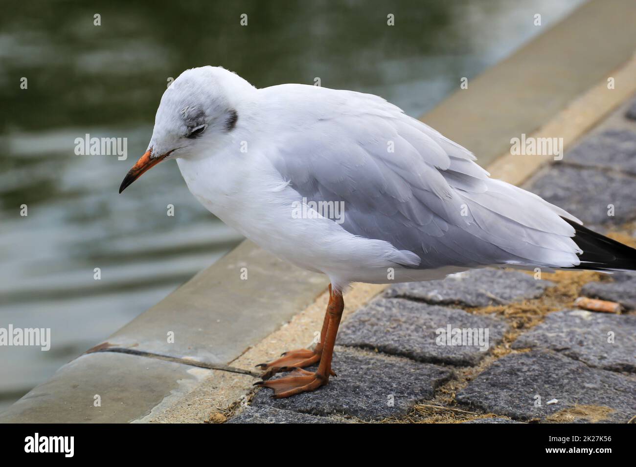 Porträt einer Schwarzkopfmöwe. Eine Schwarzkopfmöwe an der Ostsee. Stockfoto