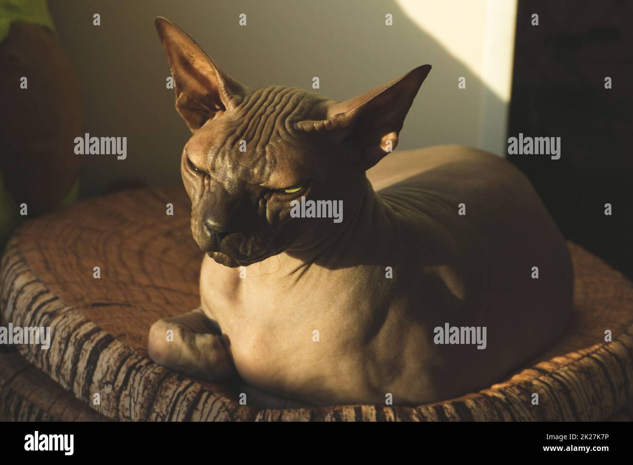Die haarlose Sphynx-Katze ruht sich aus. Reinrassiges Haustier. Haustier Stockfoto