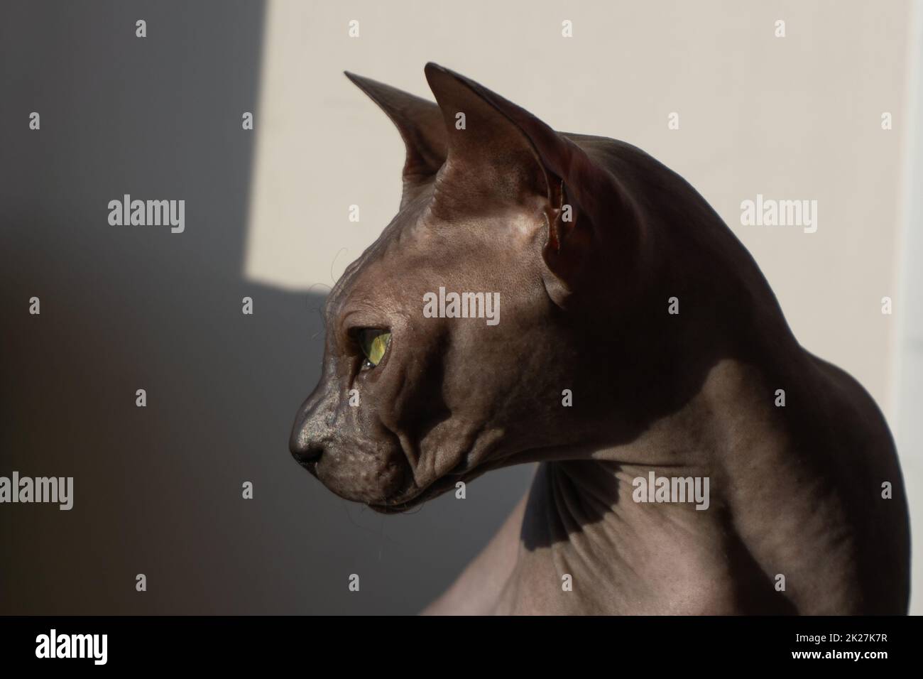 Graue sphynx-Katze. Haustier. Niedliches Haustier Stockfoto