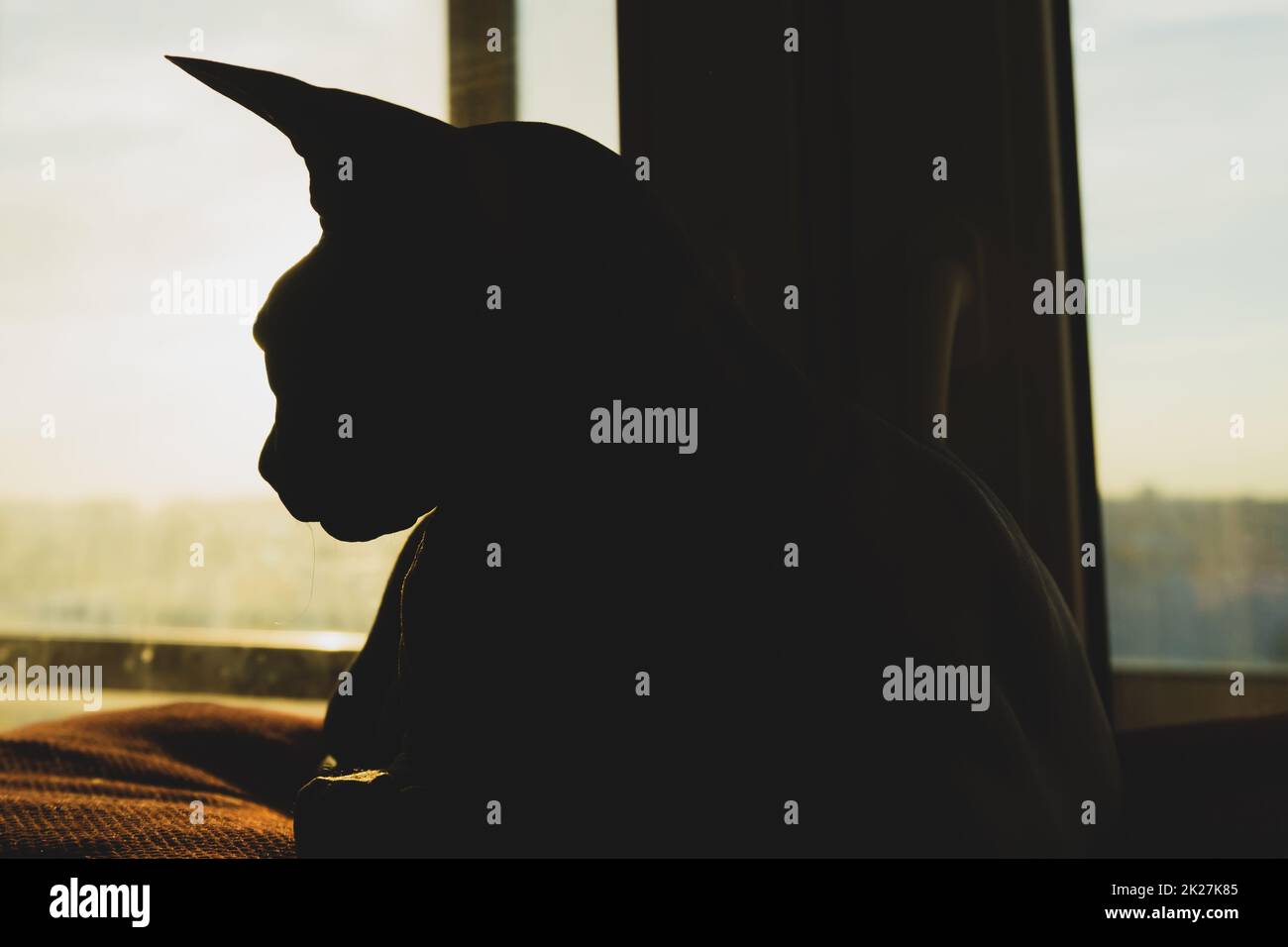 Sphynx-Katzensilhouette. Reinrassiges Haustier. Haustier Stockfoto