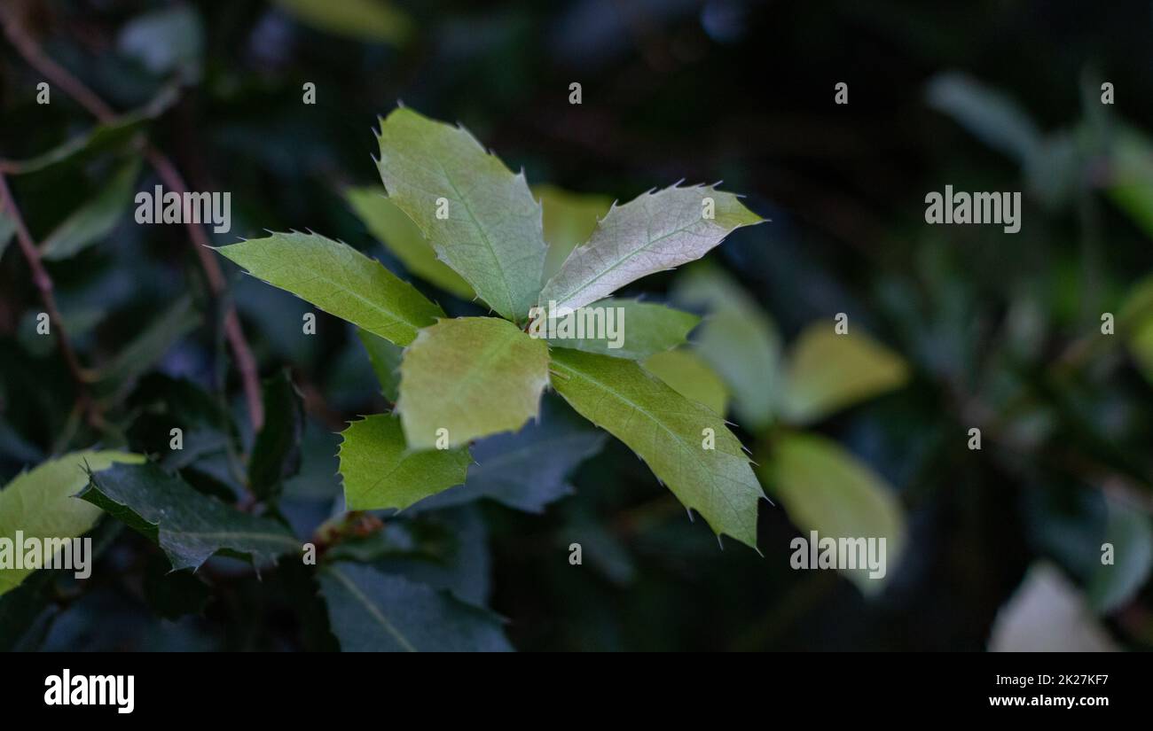 Gemeinsame Holly Stockfoto