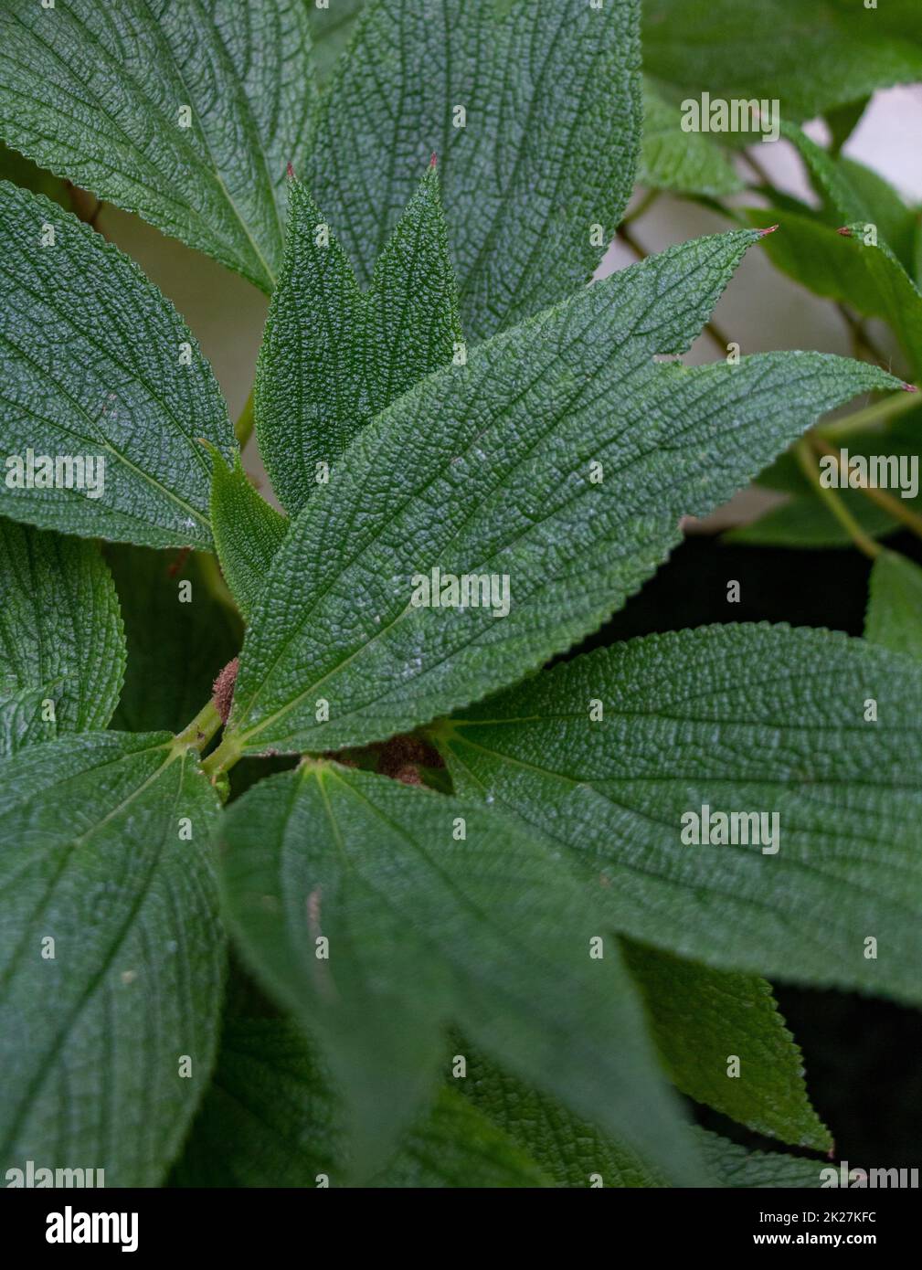 Leaves Close-Up (Nahaufnahme) Stockfoto