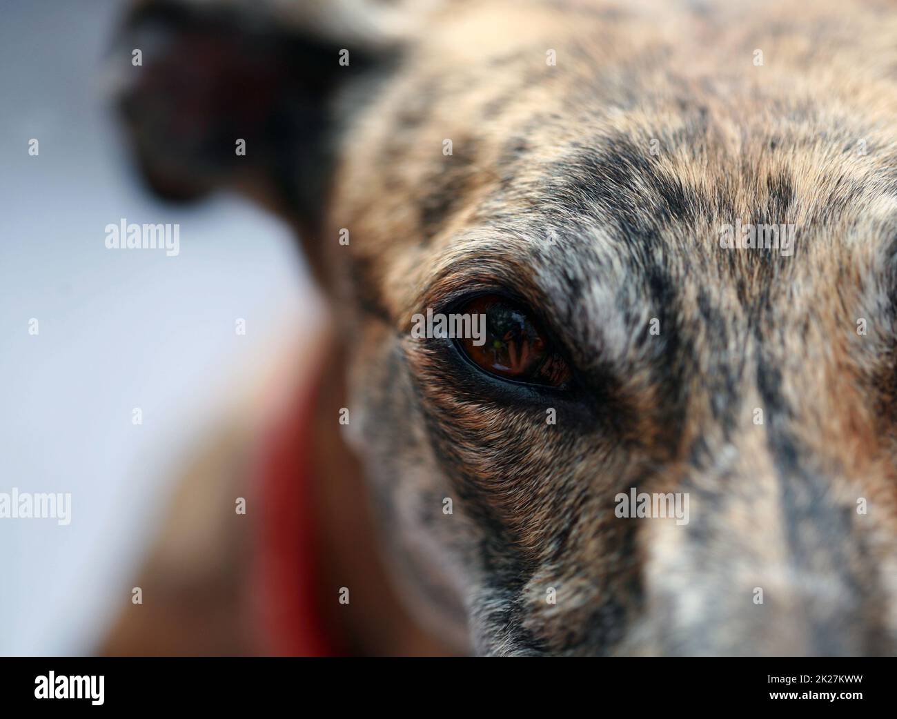 Nahaufnahme einer Galgo Stockfoto