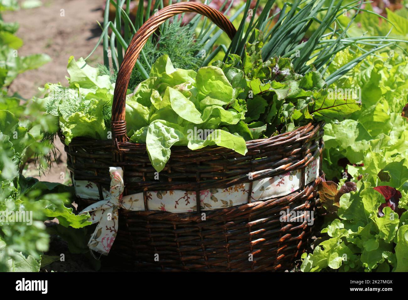 Frische Bio Vegetalbles-Salat, Lauch, Dill, rote Beete in einem Korb platziert in der Nähe ein Gemüsebeet Stockfoto