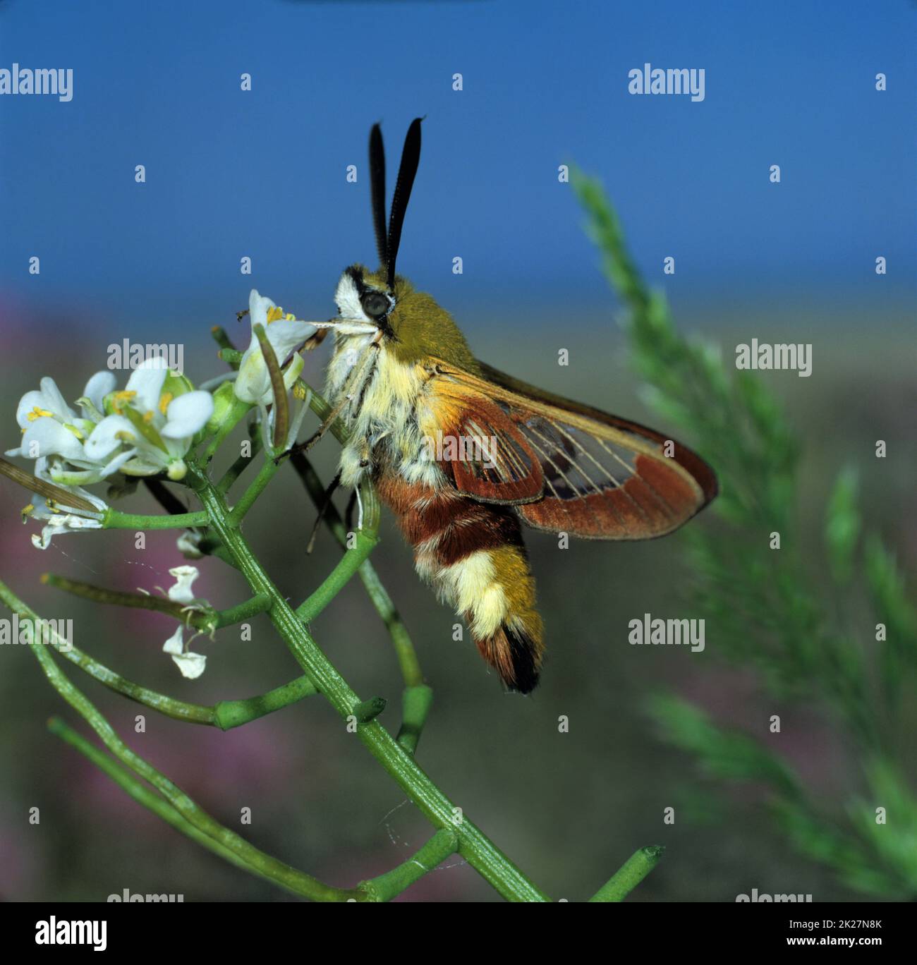 Breitbeinige Bienenhawk-Motte, HummelschwÃ¤rmer, Hemaris fuciformis, Unterseite, sitzt auf der Blüte des Knoblauchsenfs Stockfoto