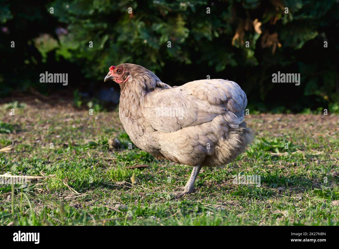 Eine freilaufende Henne ohne Schwanz. Stockfoto