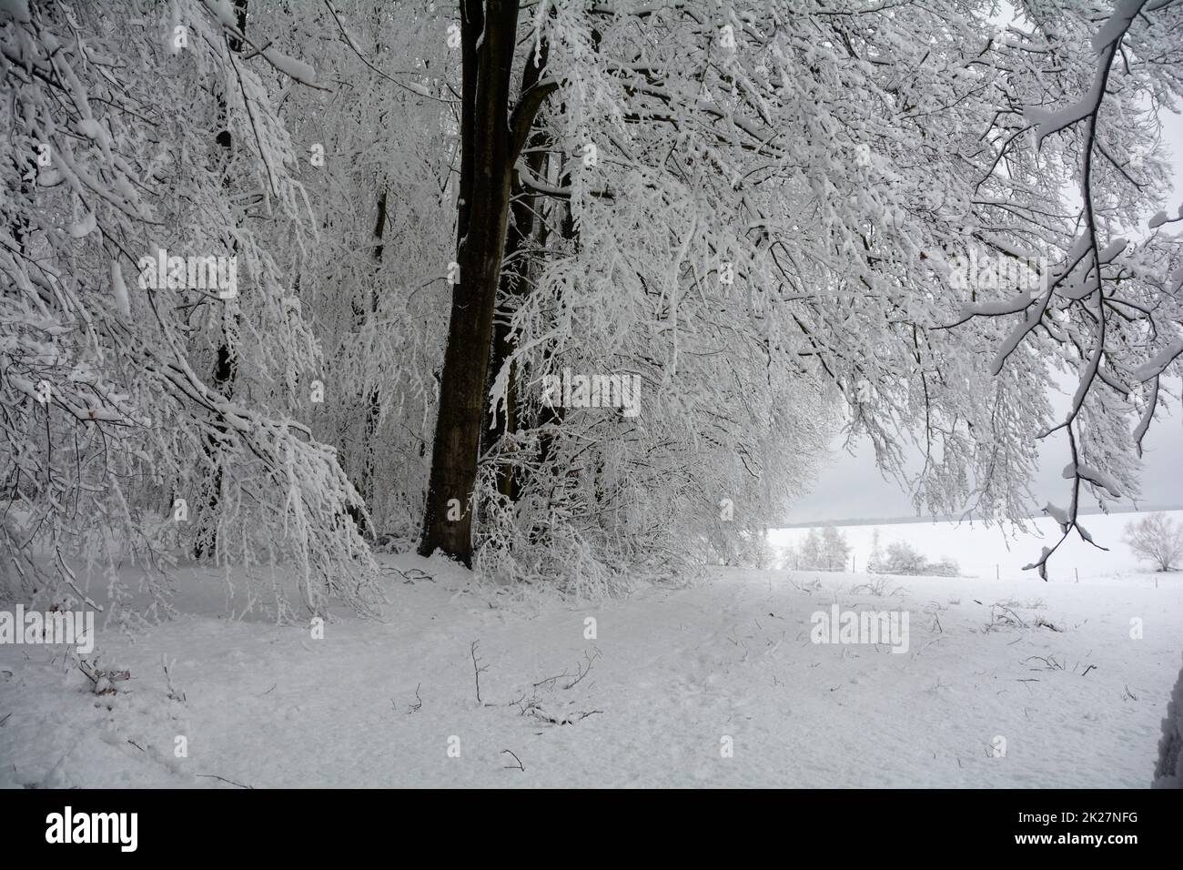 Schneebedeckte Bäume in einer Landschaft Stockfoto