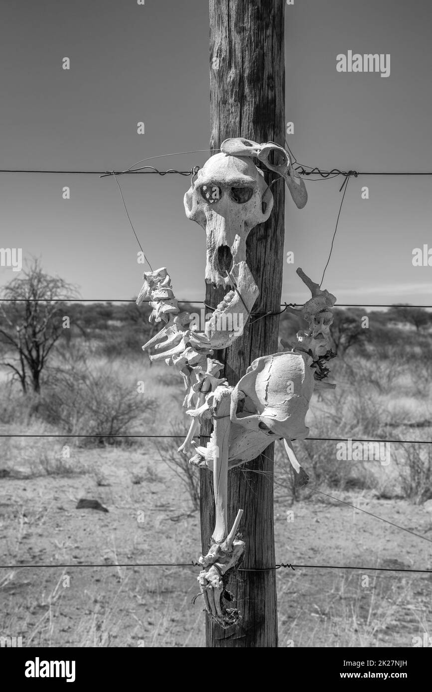 Pavian Skelett an einem hölzernen Pfosten des Zauns befestigt Stockfoto