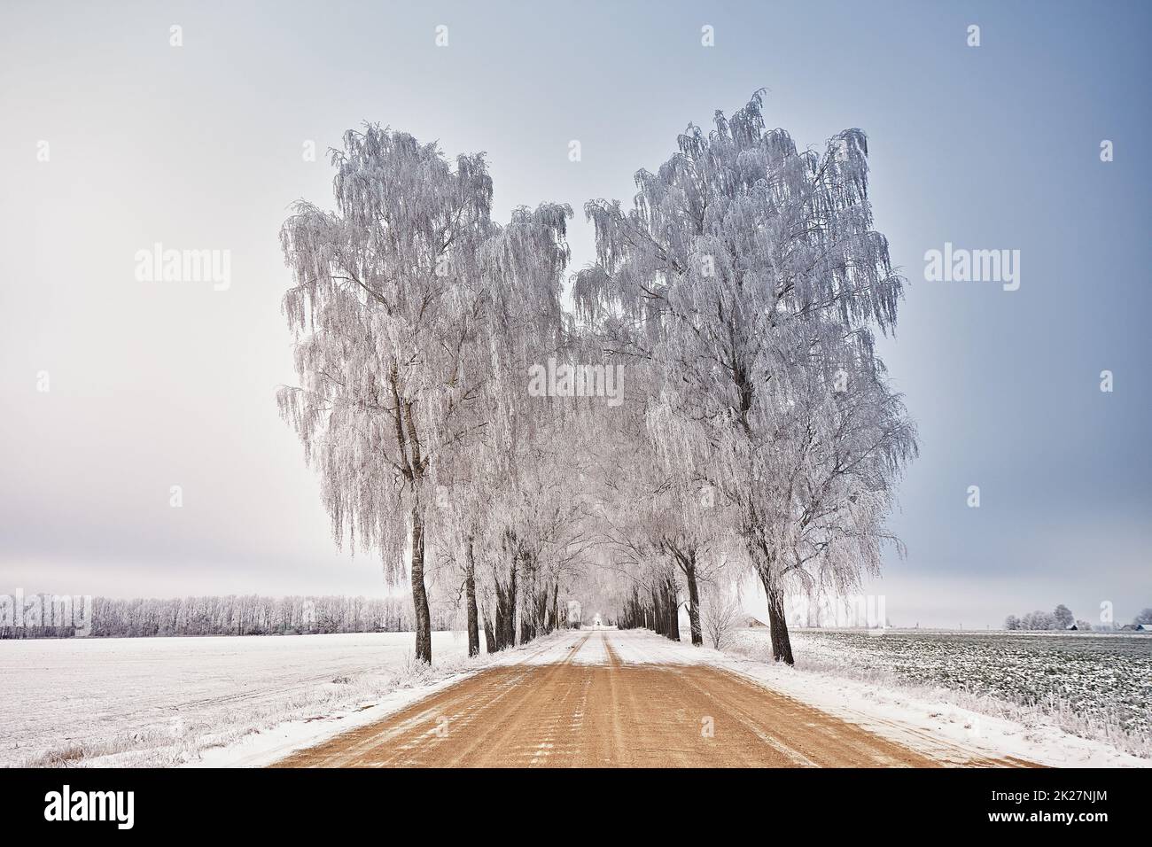 Birkenbäumen-Gasse im Frost. Winterliche Landstraße. Bedeckter, dramatisch bewölkter Himmel. Schneebedeckte Feldlandschaft. Kaltes Wetter Stockfoto