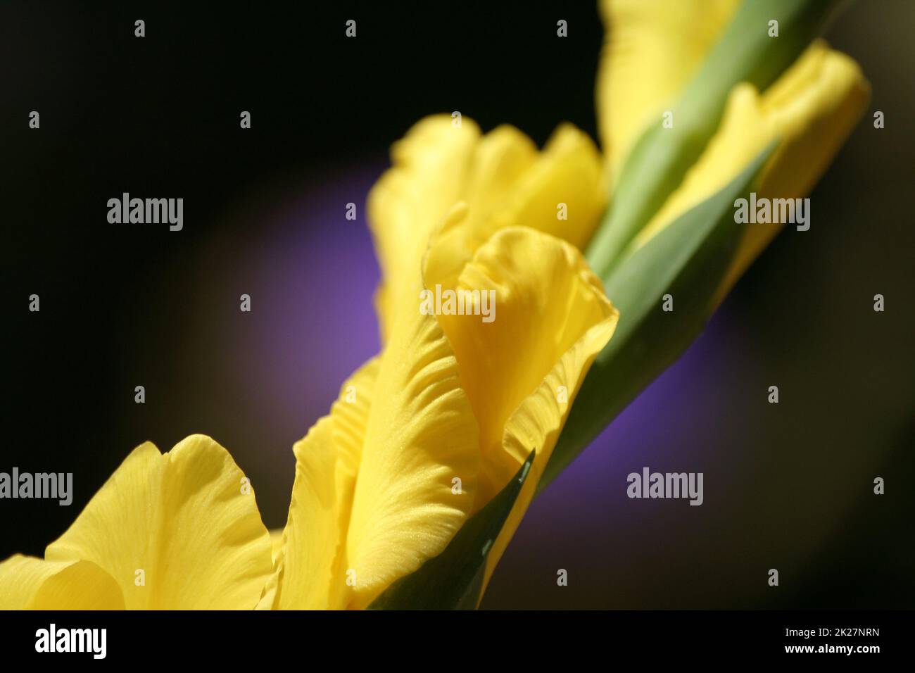 Gelber Gladiolus mit lila Artischocke im Hintergrund Stockfoto