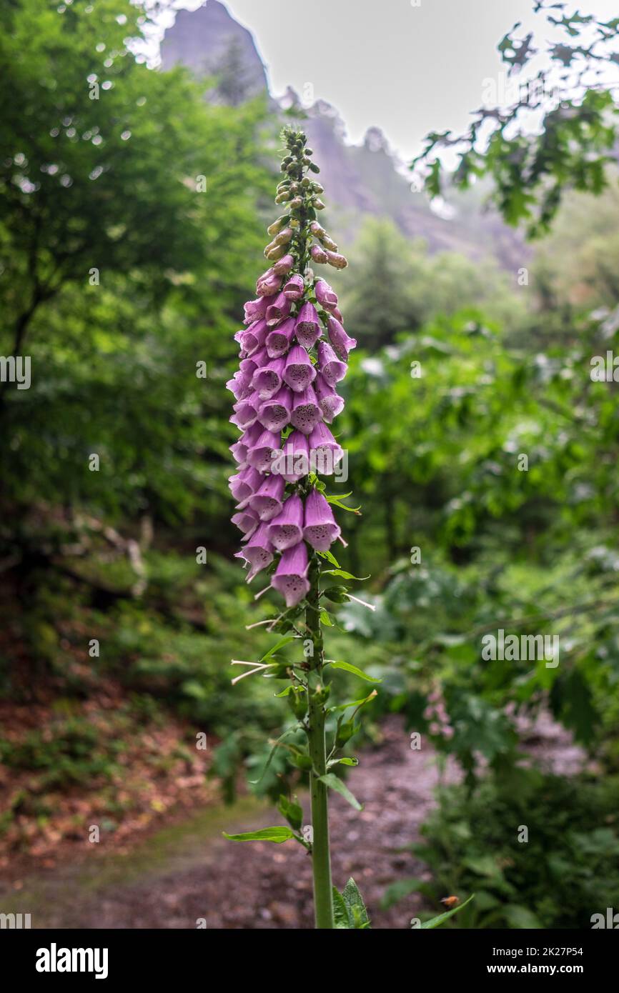 Blühende Digitalis purpurea im Wald. Stockfoto