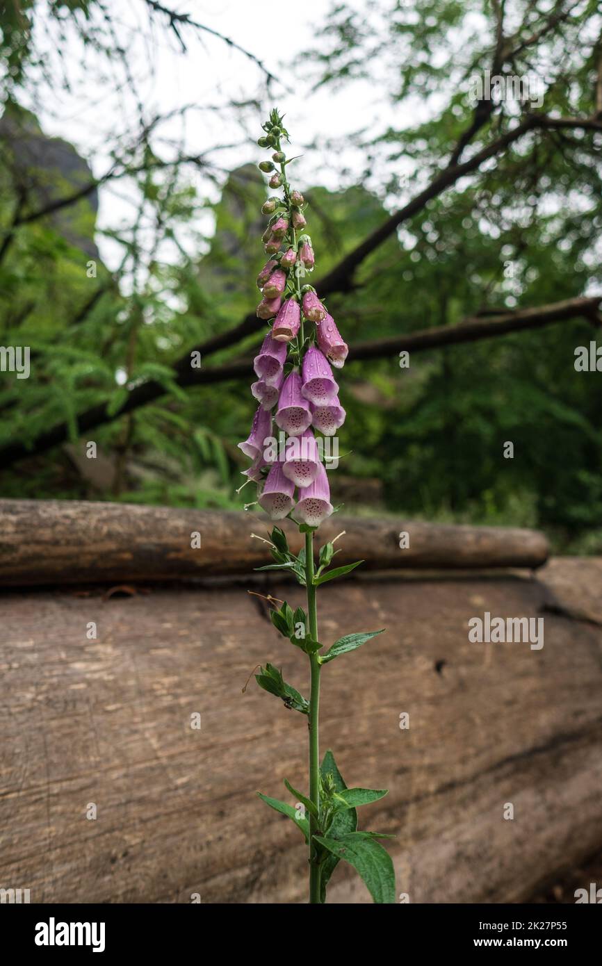 Blühende Digitalis purpurea im Wald. Stockfoto