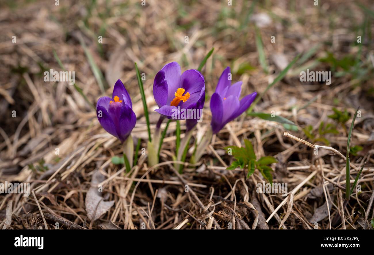 Wilde lila und gelbe Iris Crocus heuffelianus blüht im Schatten, trockenes Gras und Blätter herum Stockfoto