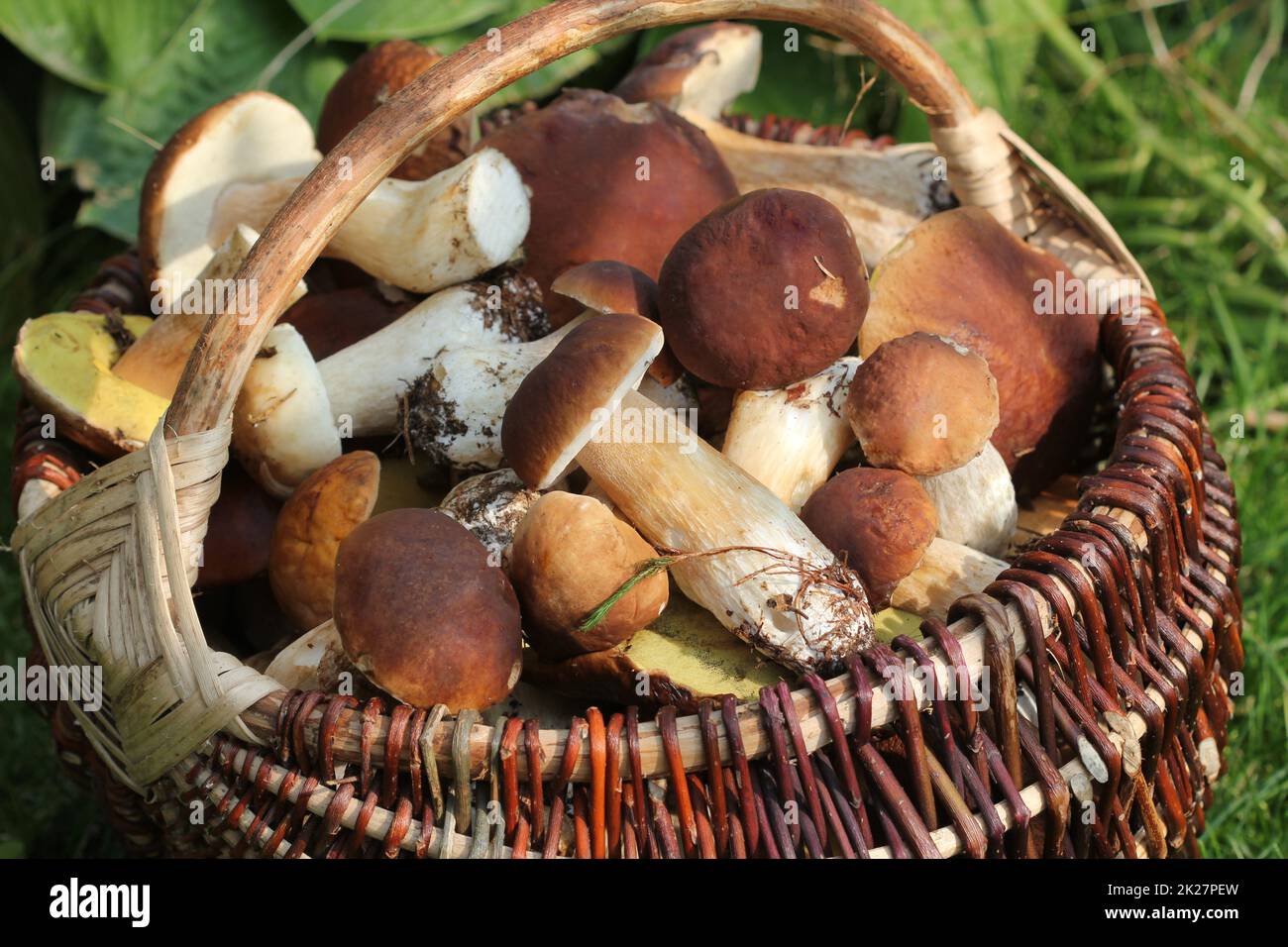 Korb voller Frische Steinpilze Pilze im Wald Stockfoto