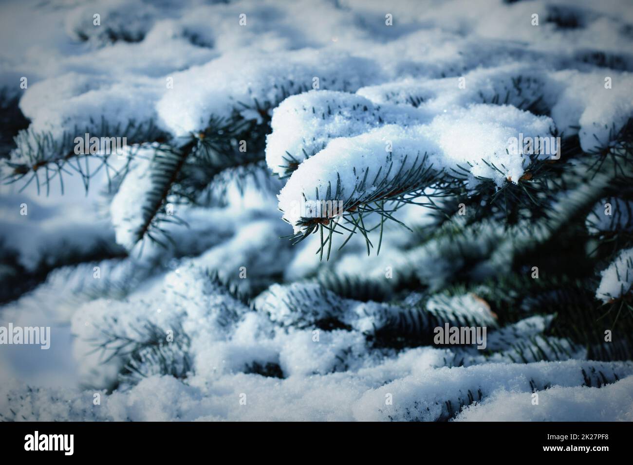 Tanne Zweig stark mit frischem Schnee im Wald bedeckt Stockfoto