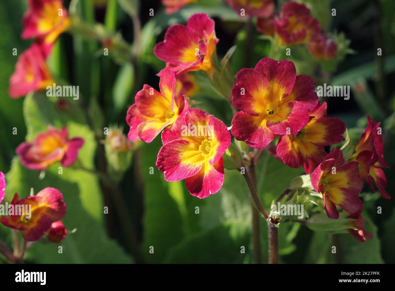 Mehrjährige Primel oder Primeln im Frühlingsgarten. Frühling Primeln Blumen, Primula Polyanthus. Die schönen roten Farben Primel Blumen Garten Stockfoto