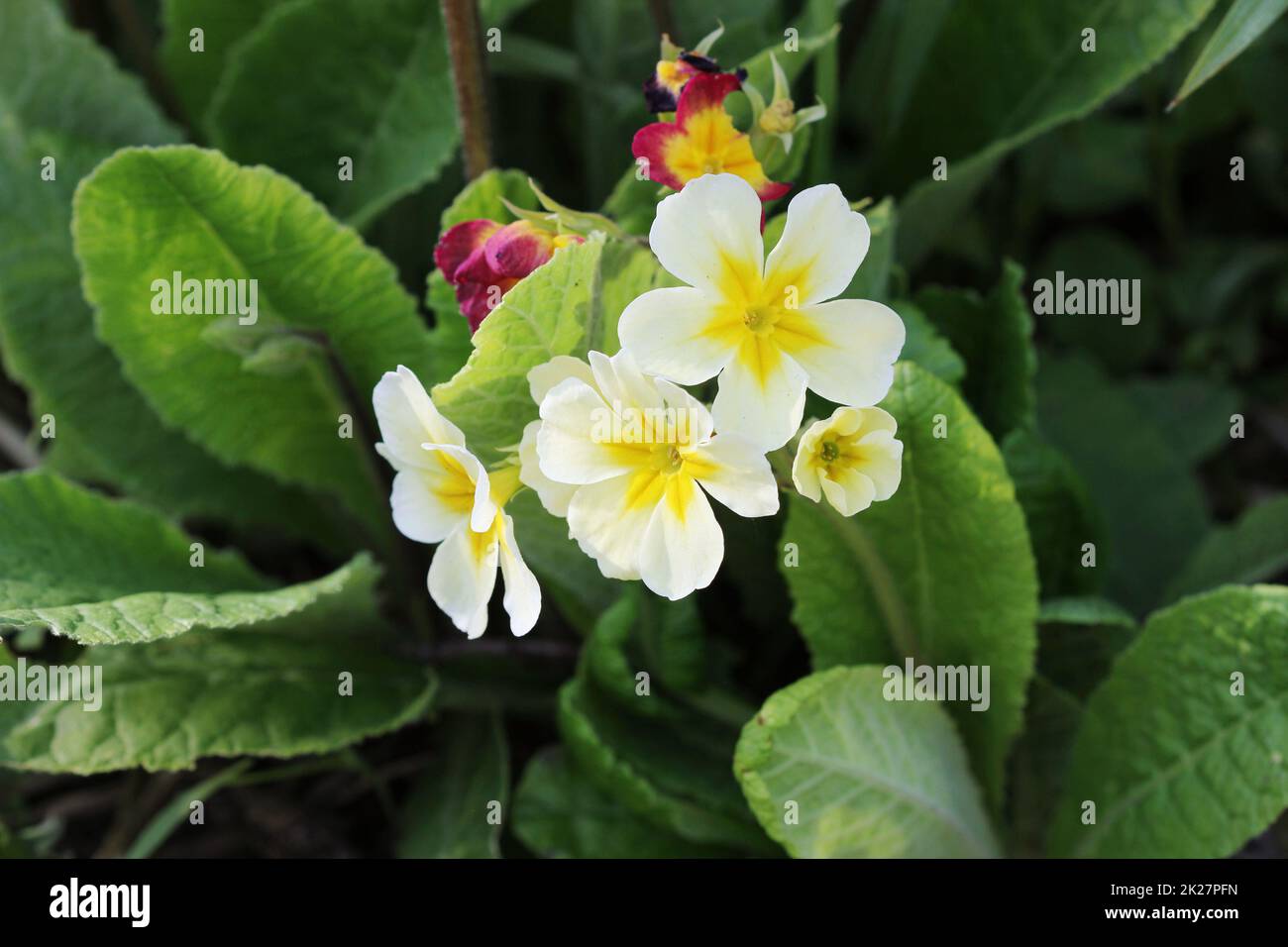 Die wunderschönen weißen Farben Primrosenblumen Garten Stockfoto