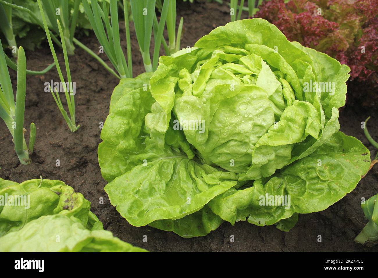 Salat - das ganze Jahr über im Boden mit Wassertropfen wächst Stockfoto