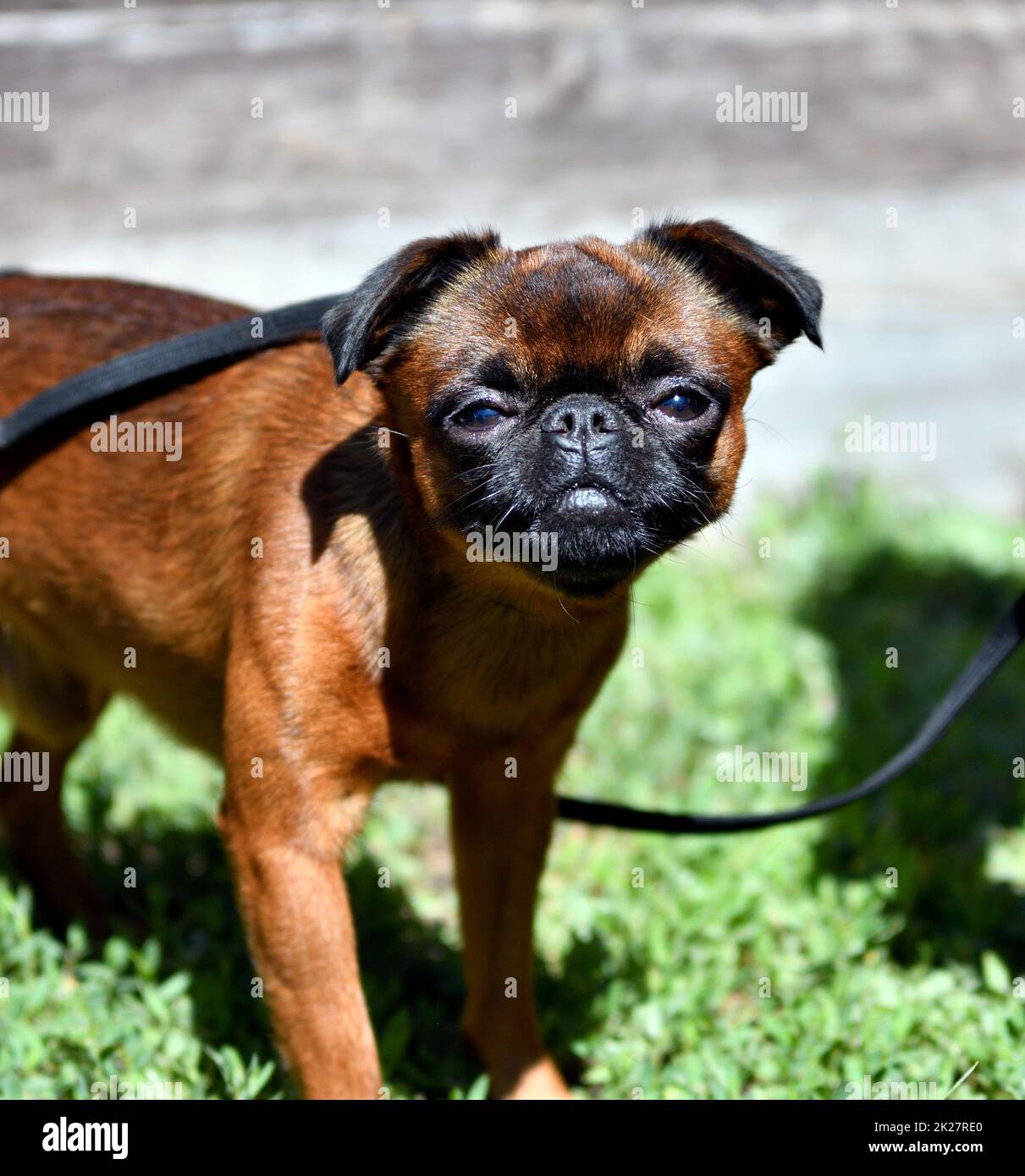 Hundefreund - Zierhunde Stockfoto