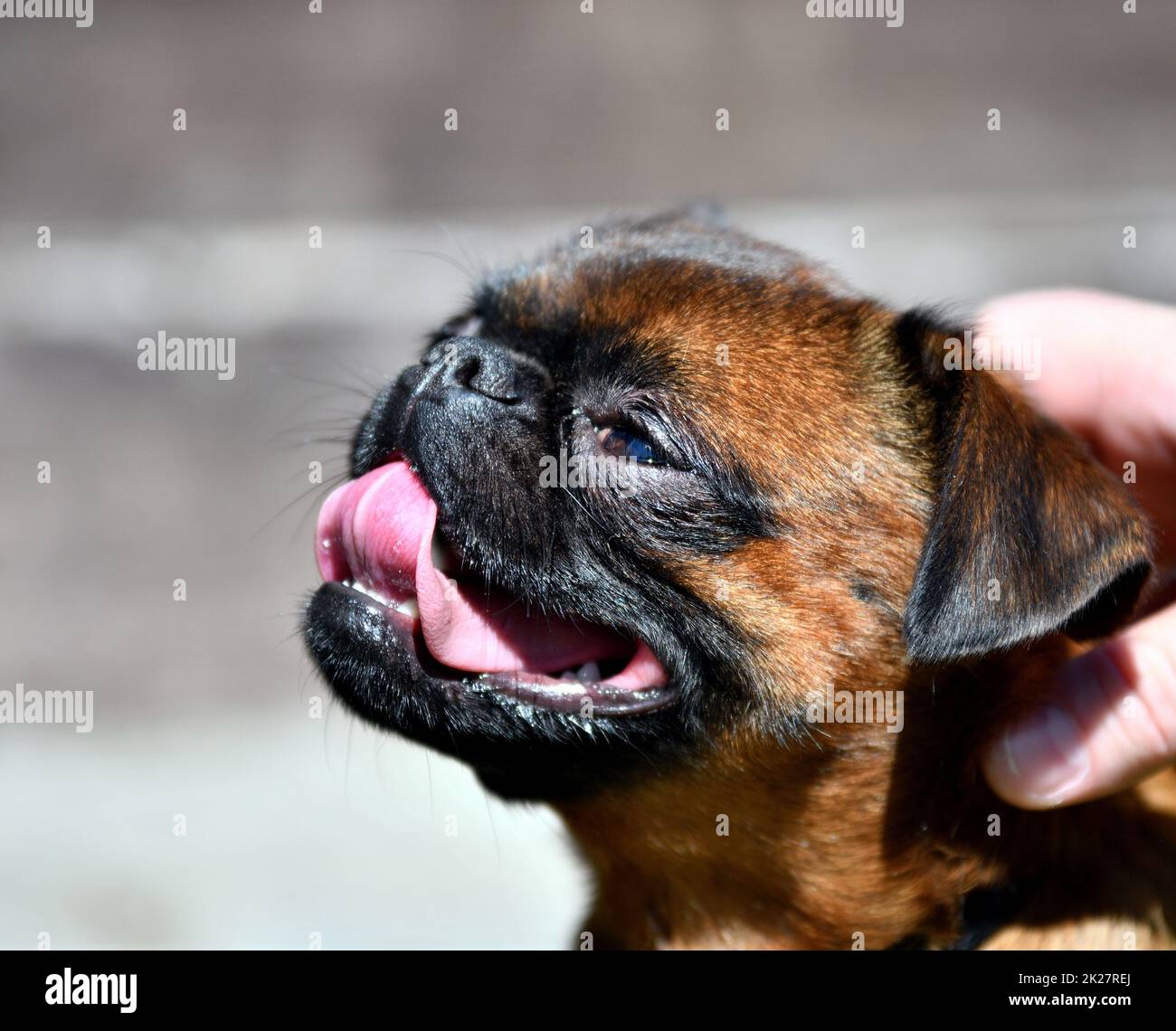 Hundefreund - Zierhunde Stockfoto