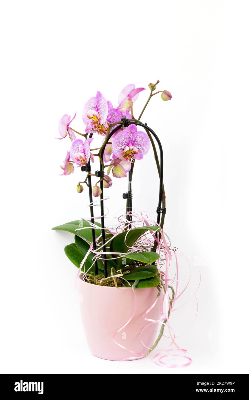 Schöne rosa Orchidee im Topf - Phalaenopsis Stockfoto