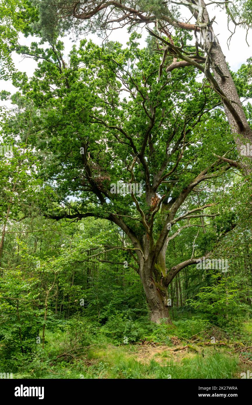 Sehr alter Eichenbaum in einer deutschen Moorwaldlandschaft mit Farn und Gras Stockfoto