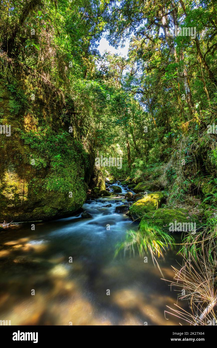 Wilder Bergfluss Rio Savegre. San Gerardo de Dota, Costa Rica. Stockfoto