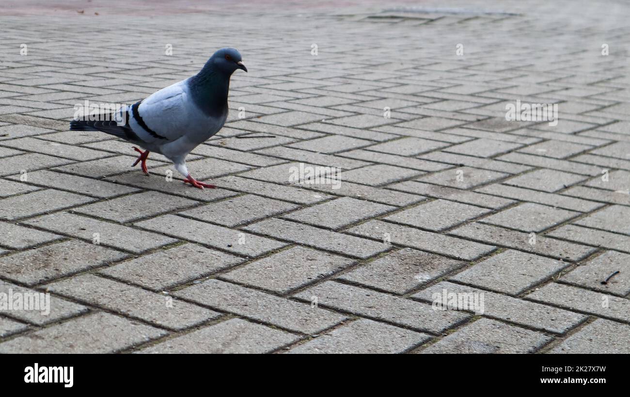 Eine Taube auf den Pflastersteinen. Wildvogel spazieren auf dem Platz. Foto einer einsamen grauen Taube auf dem Hintergrund von Pflastersteinen. Stockfoto