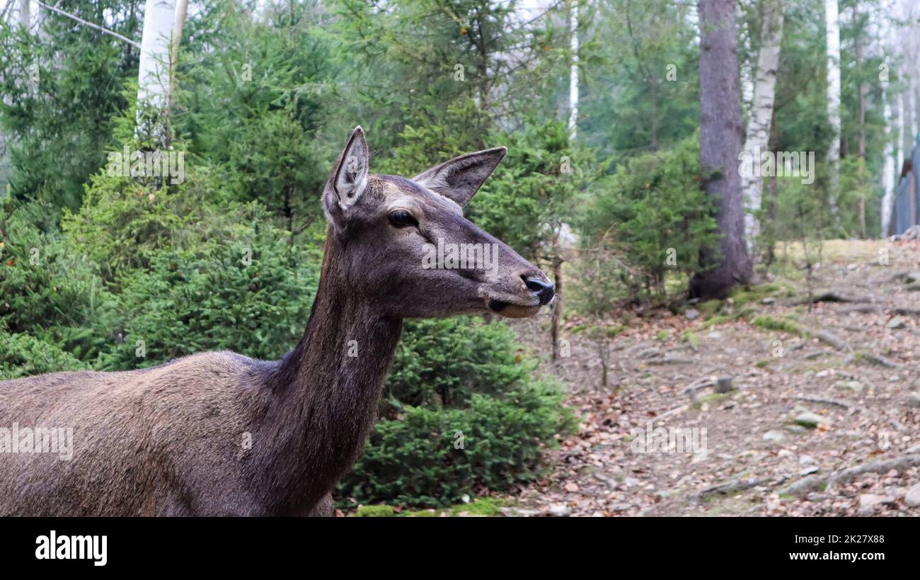 Rehe wandern im Frühsommer in den Karpaten im Wald. Stockfoto