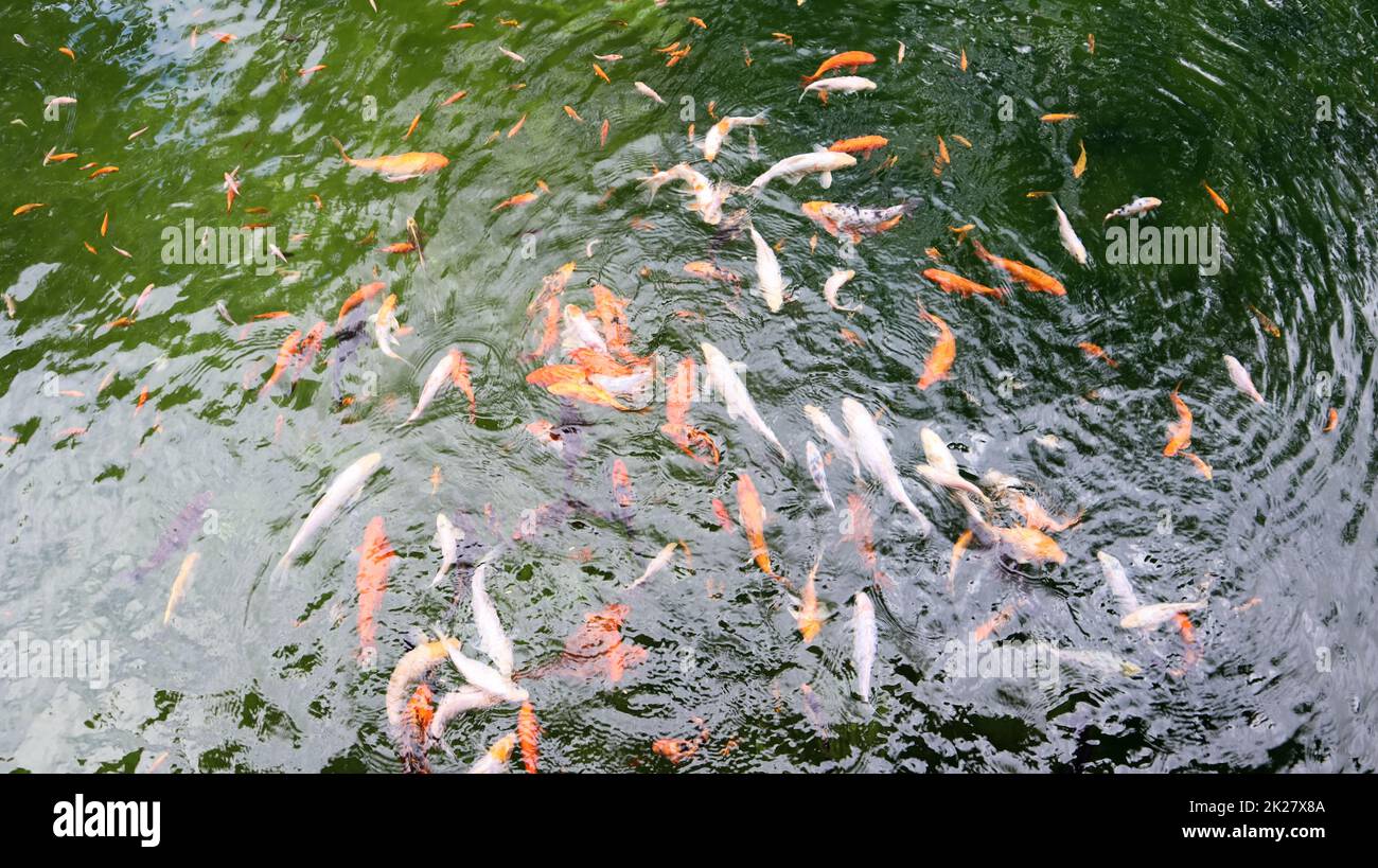 Königlicher Karpfen im Teich. Japanisches Koi mit Blick auf das Wasser