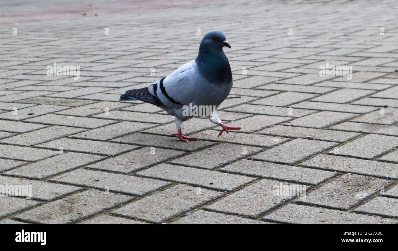 Eine Taube auf den Pflastersteinen. Wildvogel spazieren auf dem Platz. Foto einer einsamen grauen Taube auf dem Hintergrund von Pflastersteinen. Stockfoto