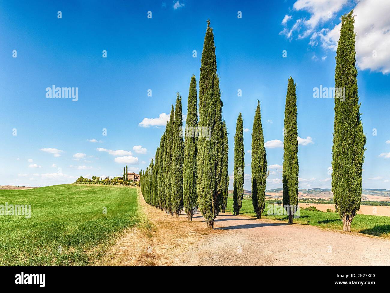 Berühmte Zypressengruppe in San Quirico d'Orcia, Toskana, Italien Stockfoto