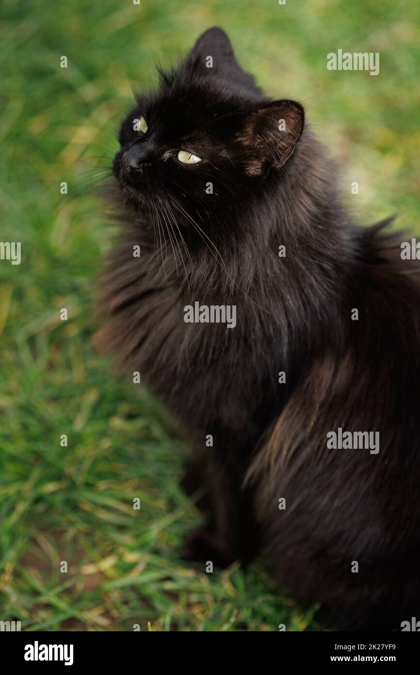 Schwarze Katze-Portrait Stockfoto