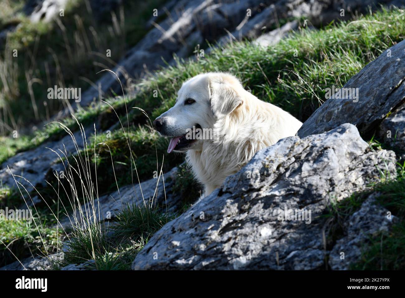 Französischer Berghund in den pyrenäen, der eine Herde Schafe am Col du Somport in den pyrenäen bewacht, die an Frankreich und Spanien angrenzen, Canfranc Spanien Stockfoto