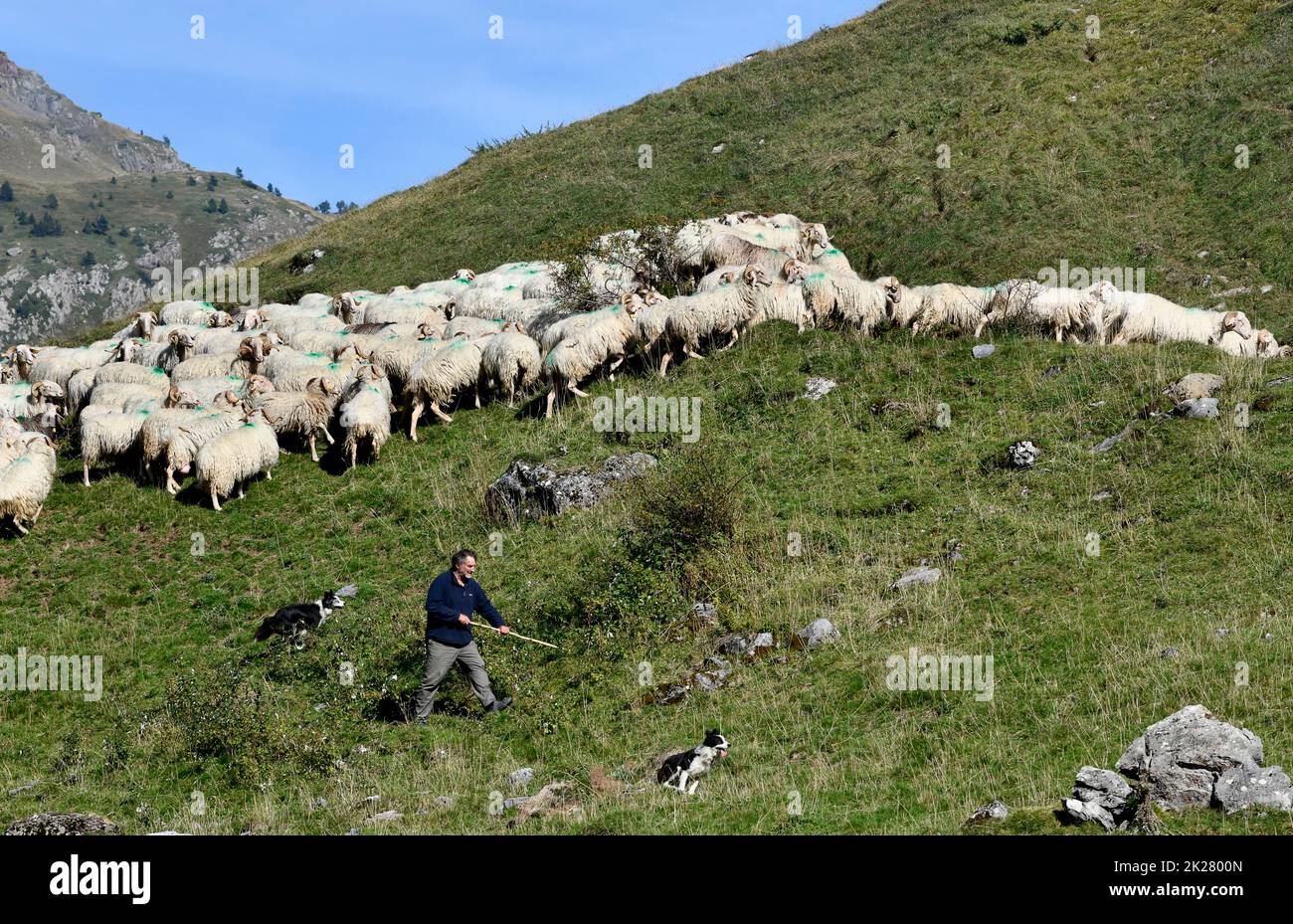 Der französische Alpenshirte hütet seine Schafe mit Border Collie-Schafhunden am Col du Somport in den pyrenäen an der Grenze zu Frankreich und Spanien Canfran Stockfoto