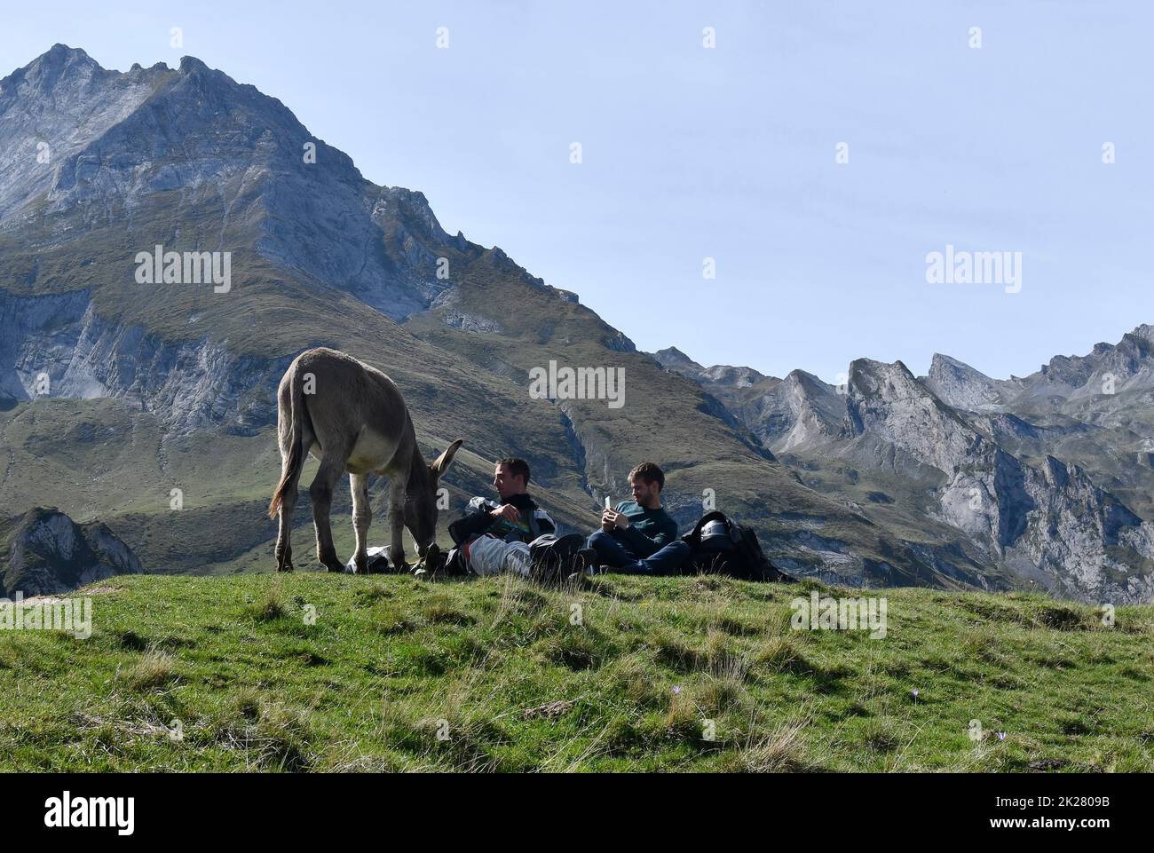 Die Besucher können einen der vielen wilden Esel am Col du Soulor in den pyrenäen besuchen, die an Frankreich und Spanien Grenzen Stockfoto