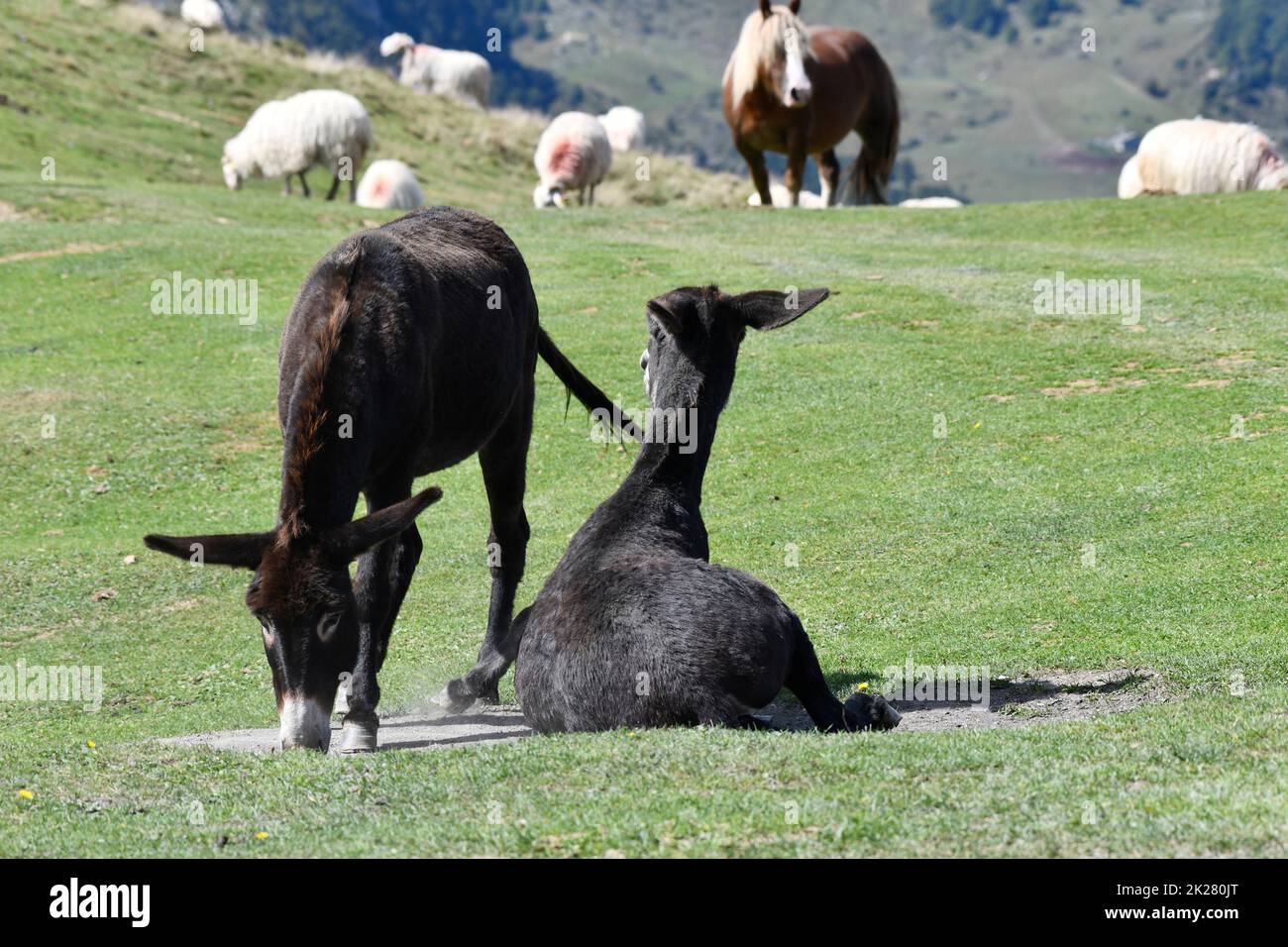 Halbwilde Esel am Col du Soulor in den pyrenäen, die an Frankreich und Spanien Grenzen Stockfoto