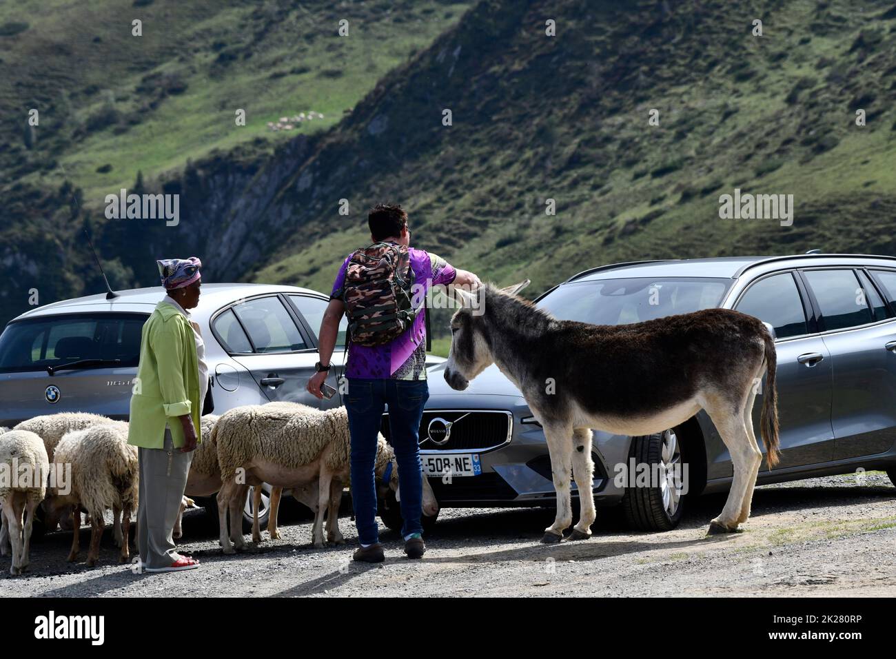 Auf dem Col du Soulor in den pyrenäen, die an Frankreich und Spanien Grenzen, treffen Besucher auf wilde Esel und Schafe Stockfoto