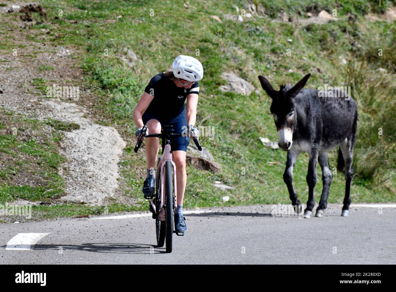 Ein Radfahrer, gefolgt von einem halbwilden Esel auf dem Col du Soulor in den pyrenäen, die an Frankreich und Spanien angrenzen, mit dem extremen Bergabstieg 2022 Stockfoto