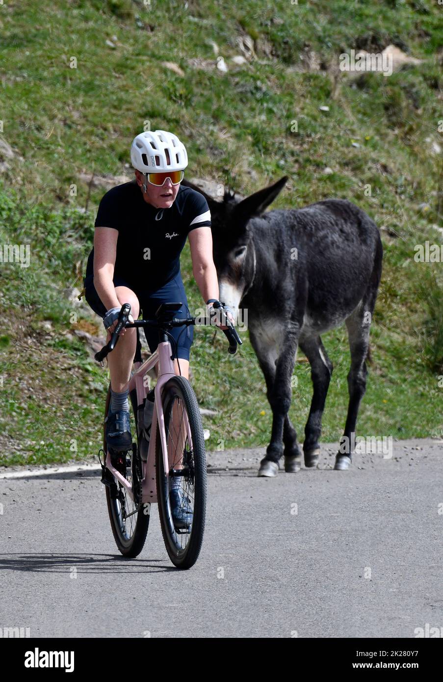 Ein Radfahrer, gefolgt von einem halbwilden Esel auf dem Col du Soulor in den pyrenäen, die an Frankreich und Spanien angrenzen, mit dem extremen Bergabstieg 2022 Stockfoto