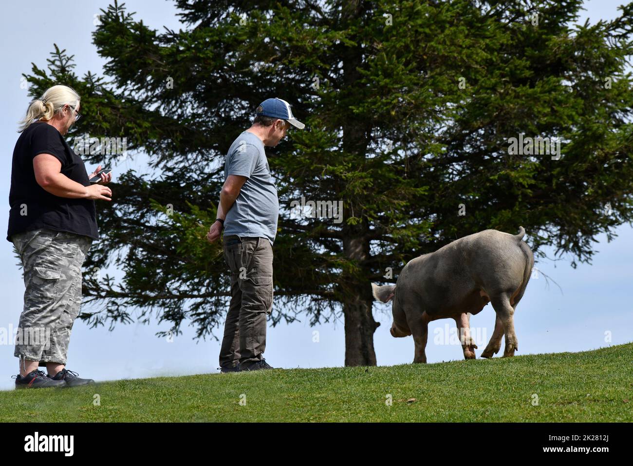 Die Besucher beobachten ein Schwein, das auf dem Col du Soulor in den pyrenäen, die an Frankreich und Spanien Grenzen, vorbei schlendert Stockfoto